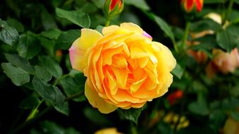 Bloom Blooming Blossom