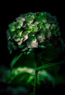 Bloom Blossom Blur
