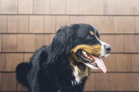 black and white friendly dog on brown wall background
