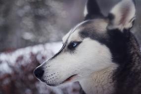 head of young siberian husky dog Close-Up