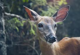 head of doe at forest