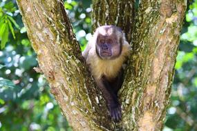Monkey Capuchin on a tree on a sunny day