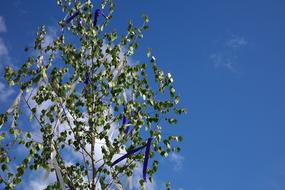 tree in the sunshine