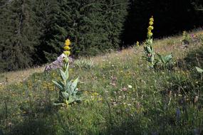 Yellow Gentian Blossom