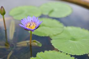 Water Lily Lotus Flower