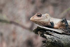 Animal Lizard