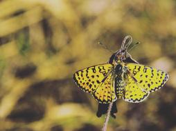 incredible yellow Butterfly Insect