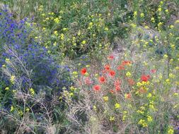 small flowers in a wild field