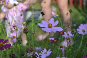 Bumblebee Child and flowers