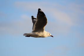 gorgeous seagullf Bird Flying