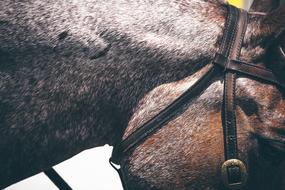 Close-Up photo of horse Animal