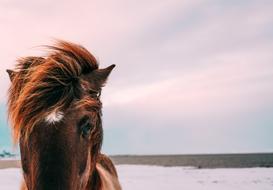 Animal Close-Up face
