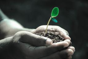 Hands Macro Plant