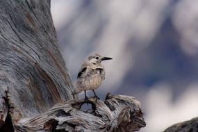 Close-up of the beautiful colorful wonderful Bird at blue sky background with white clouds