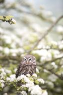 owl on the flowering tree