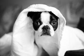 gorgeous Cute Dog