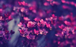 Bloom Blossom Close-Up