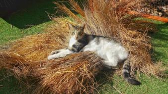 gorgeous Cat rests on hay