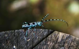 Beetle Blue