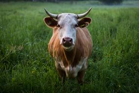 cattle in green grass