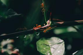 Nature Invertebrate Leaves