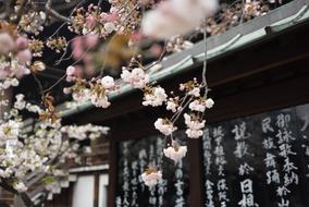 Bloom Blossom Flowers