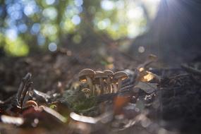 Mushroom Nature Autumn