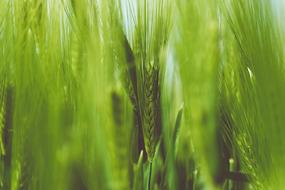 Close-Up Grain Grass