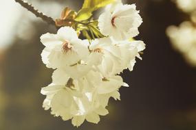 Bloom Blossom Close-Up