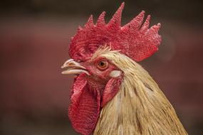 charming Bird Chicken