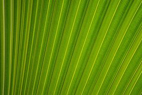 Green Leaf Pattern drawing