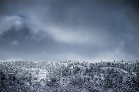 Cold Forest Landscape