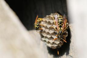 wasps on small nest