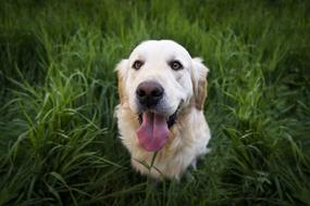 Cute Dog, Golden retriever with stick out tongue looking up