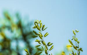 Blue Sky Blur Leaves