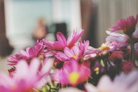 Bloom Blossom Flora