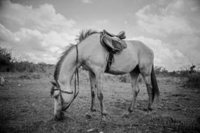 Horse with saddle and bridle grazing on meadow