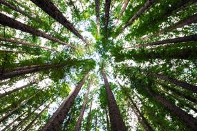 view from bottom of Forest Nature