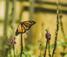 closeup picture of Butterfly Flowers Insect
