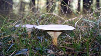 Mycology Nature Boletaire