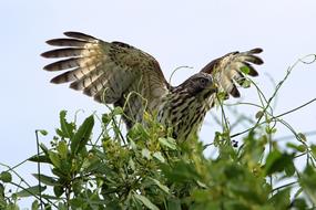 incredibly cute Red Shouldered Hawk