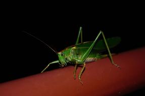 Grasshopper Tettigonia