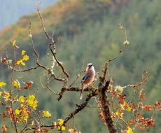 jay in wildlife