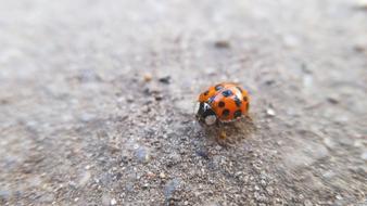 ladybug beetle close up