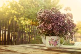 Summer Marjoram