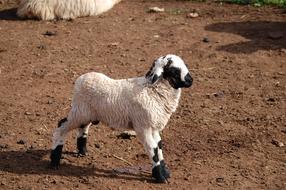 Nature Sheep Flock