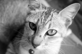 Animal Cat Close Up