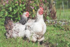 two hens on lawn