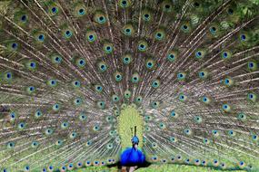 blue peacock with huge colorful tail