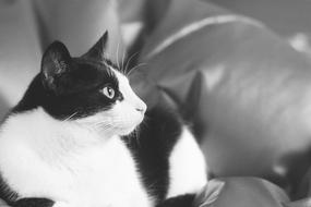 charming Kitten Tomcat